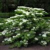 Viorne De Chine - Viburnum Plicatum Mariesii 1 Viorne De Chine - Viburnum Plicatum Mariesii -Promesse de fleurs Magasin viburnum plicatum mariesii 84382 1