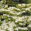 Viorne De Chine - Viburnum Plicatum Mariesii Great Star 1 Viorne De Chine - Viburnum Plicatum Mariesii Great Star -Promesse de fleurs Magasin viburnum plicatum mariesii great star 7872 5