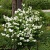 Viorne - Viburnum Plicatum Opening Day -Promesse de fleurs Magasin viburnum plicatum opening day 87408 2