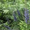 Vitex Agnus-castus Blue Didley® - Gattilier 2 Vitex Agnus-castus Blue Didley® - Gattilier -Promesse de fleurs Magasin vitex agnus castus blue didley 85467 1