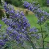 Vitex Agnus-castus Delta Blues - Gattilier 1 Vitex Agnus-castus Delta Blues - Gattilier -Promesse de fleurs Magasin vitex agnus castus delta blues 81424 1