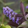 Vitex Agnus-castus Flip Side - Gattilier 2 Vitex Agnus-castus Flip Side - Gattilier -Promesse de fleurs Magasin vitex flip side copyright f
