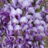 Glycine Grande Diva Barbara - Wisteria (x) Venusta -Promesse de fleurs Magasin wisteria barbara if minier 16060 1