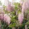 Glycine Du Japon - Wisteria Floribunda Honbeni (Rosea, Pink Ice) 1 Glycine Du Japon - Wisteria Floribunda Honbeni (Rosea, Pink Ice) -Promesse de fleurs Magasin wisteria floribunda rosea 771556 1