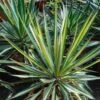Yucca Bright Star - Yucca Panaché -Promesse de fleurs Magasin yucca bright star 850632 1