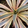 Yucca Gloriosa Citrus Twist® - Dague Espagnole -Promesse de fleurs Magasin yucca gloriosa citrus twist 15357 1