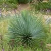 Yucca Rostrata -Promesse de fleurs Magasin yucca rostrata 834932 1